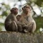 Bananas are actually not that good for monkeys