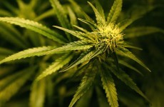 One arrest after cannabis seizure worth €100,000