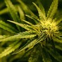 One arrest after cannabis seizure worth €100,000
