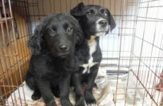 Nine dogs saved from death
