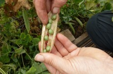 Fear of closure continues at Irish Seed Savers as fundraising slower than expected