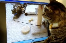 Cat can't understand where TV kittens went to