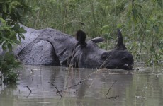 South Africa: 50 per cent increase in rhinos poached in 2013