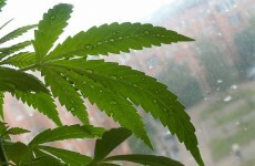 Man arrested following seizure of cannabis plants worth €160,000
