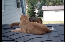 Squirrel and cat are unlikely best pals