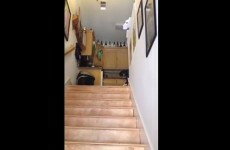 Is this the worst guard dog ever?