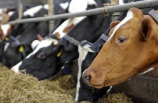 IMPACT: Food exports could be hit by industrial action at Department of Agriculture