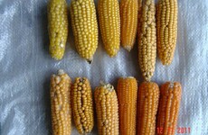 NUI Galway develops vitamin-rich crop to combat malnutrition in Africa