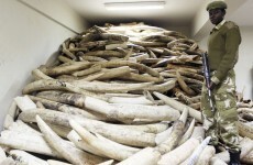 Video column: Is there a viable solution to ivory poaching?