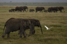 Organisation brings elephants to Twitter using GPS collars