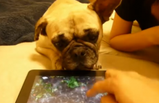 Dog tries to drink water from iPad, can't understand why it's not working