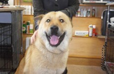 Pic: This rescue dog is unbelievably happy going to his new home