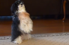 These puppies 'praying' before their meal are adorable