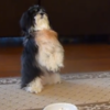 These puppies 'praying' before their meal are adorable