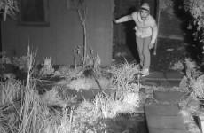 Suspected burglar caught in the act by wildlife presenter's camera