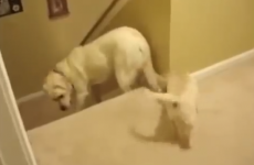 These parental techniques betray the true differences between dogs and cats