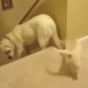 These parental techniques betray the true differences between dogs and cats