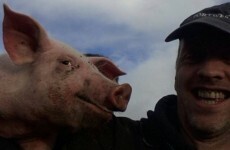Ridiculously photogenic pig owns this #felfie