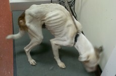 Four dogs found in horrific case of animal cruelty, only one has survived