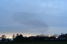 Watch: Starlings at it again with dazzling Galway murmuration