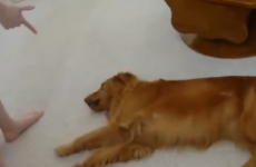 Adorable pets play dead after being 'shot' with finger gun