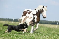 Dog bites horse, woman brought to court