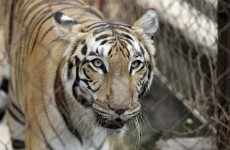 Man-eating tiger believed to have killed 3 people shot dead in India