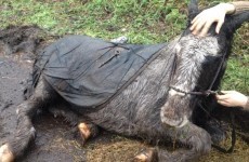 Horses rescued after spending days stuck in bog water