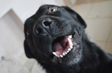 How could you not adopt one of these dogs?