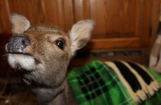Baby deer recovering after being found shot in ditch