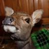 Baby deer recovering after being found shot in ditch