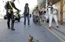 Caption competition: The safe quack code