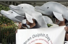 Japan's Prime Minister defends "ancient practice" of dolphin hunting