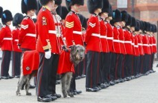 Prince William to wear Irish Guards uniform when he weds today