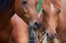 Hay drive begins to help save "deluge" of dumped horses