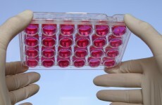 Stem cells for human use can now be manufactured in Ireland