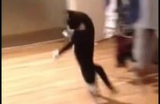 Watch as this cat hops hilariously across a kitchen on its hind legs