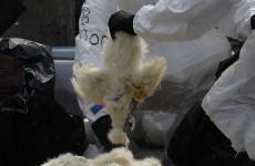 Hong Kong kills 20,000 chickens over bird flu fears