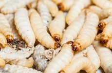 Irish hospitals using maggots, honey and silver to cure wounds