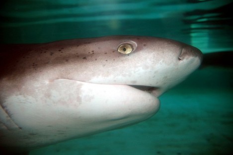 A broadnose sevengill shark, of the type that may have attacked Grant