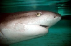 Man fights off shark attack, stitches himself up, goes for a beer