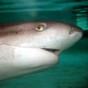Man fights off shark attack, stitches himself up, goes for a beer
