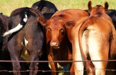 Some cows in Germany farted so much, their barn exploded