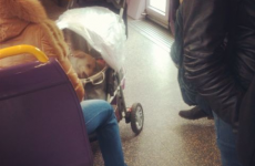 Here's a dog in a pram on the Luas