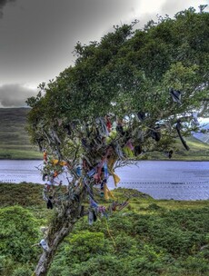 14 amazing Irish trees to see before you die