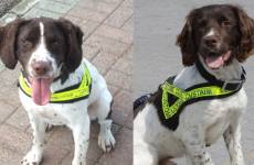Dog duo Ralph and Defor help seize €90k worth of cannabis