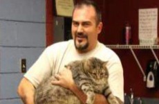 Animal shelter takes in enormous 2.5 stone cat