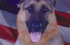 Here's the touching police dog obituary that has the internet bawling its eyes out