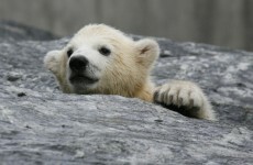 Polar bear cub needs new home after rescue from Alaskan oil field