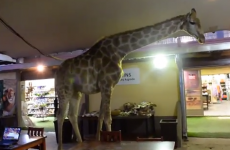 So a giraffe walks into a bar... literally